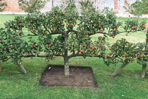 Home Orchard Layout Tips | Fruit garden layout, Fruit trees backyard, Fruit garden