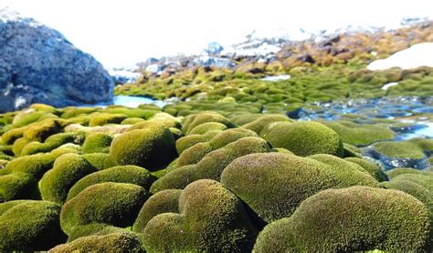 The 'moss forests' of Antarctica are dying