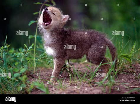 Coyotes howling hi-res stock photography and images - Alamy