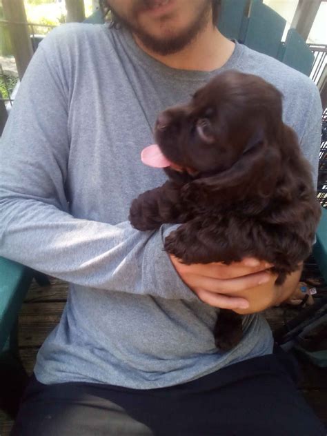 Cocker Spaniel Puppies For Sale