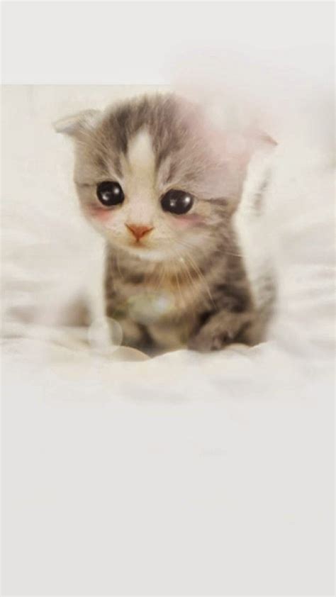 Anak Kucing Imut & Lucu Sekali Android Wallpaper Binatang