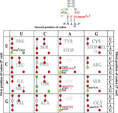 Codon table and the anticodon loop of tRNAs specific for Gln, Lys, and ...