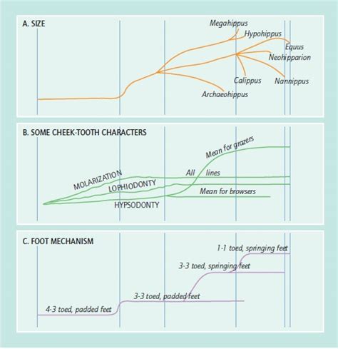 Organic Evolution