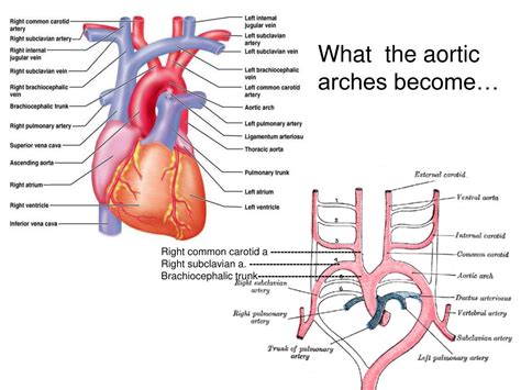 PPT - Vessels and Circulation PowerPoint Presentation, free download ...