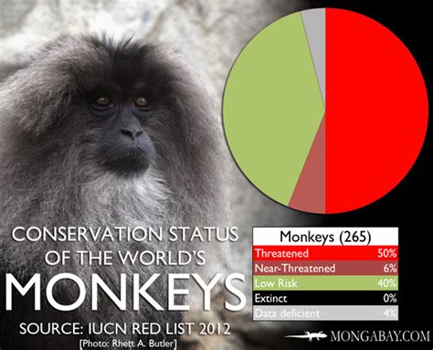 CHART: The world's most endangered monkeys