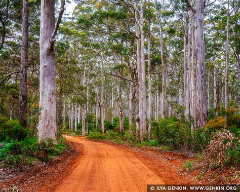 Boranup Karri Forest Image | Fine Art Landscape Photography | Ilya Genkin