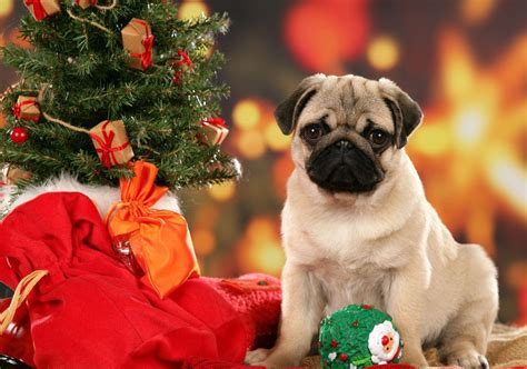 Christmas Dog Wallpapers - Wallpaper Cave