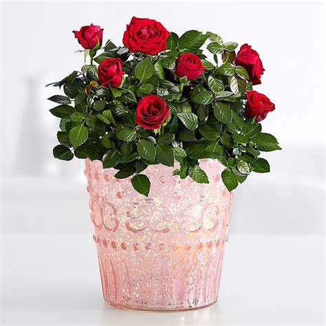 Potted Red Roses | Orchid plant care, Red roses, Rose