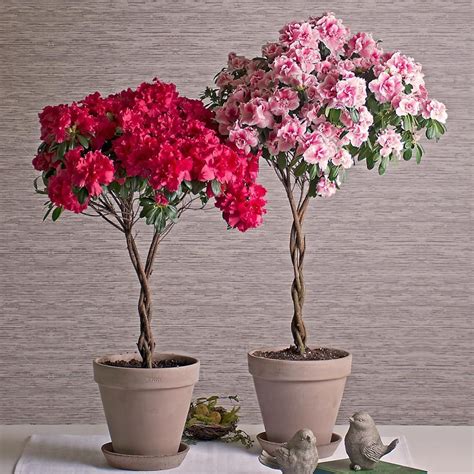 Azalea Indoor Plants | White Flower Farm