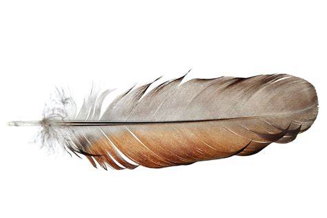 Feather - Feather Anatomy and Function