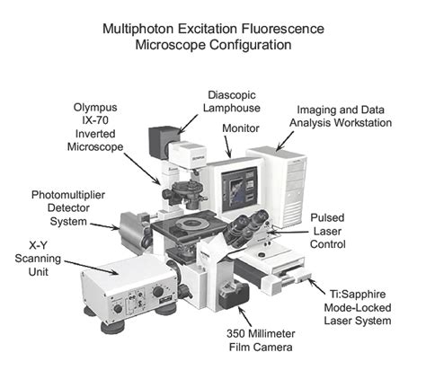 Two-Photon Fluorescence Microscopy