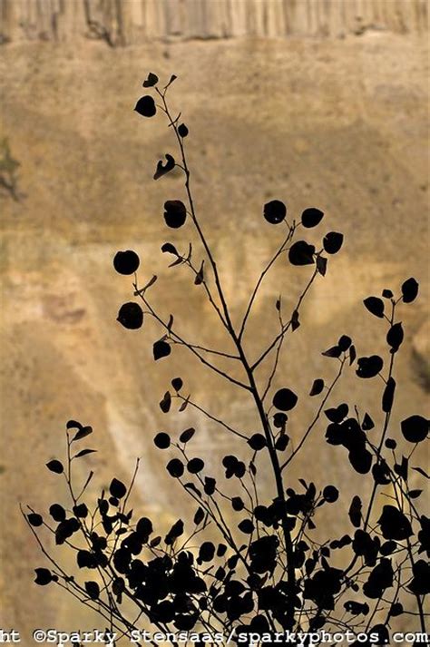 aspen tree silhouette | tattoo | Pinterest | Trees, Aspen trees and Tree silhouette