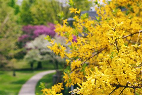 10 Best Shrubs With Yellow Flowers