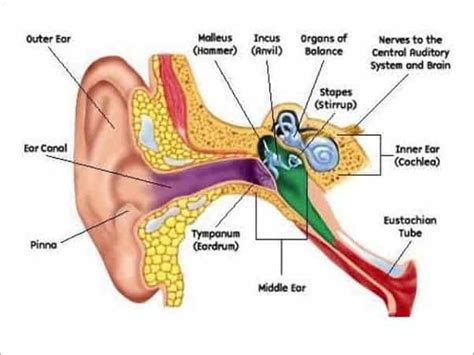 Blocked Ears Remedy