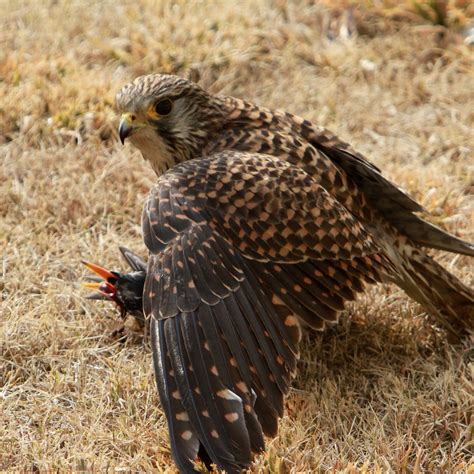 Kestrel's hunting | Place in which kestrel captures starling… | Flickr