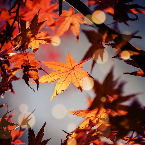 AUTUMN, leaves, HD phone wallpaper | Peakpx