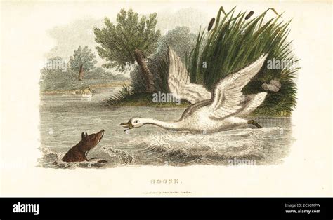 The fox and goose hi-res stock photography and images - Alamy