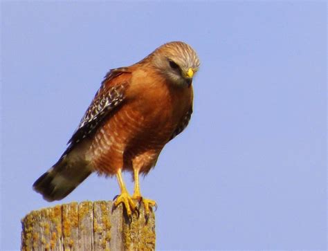 Geotripper's California Birds: Bird of the Day: Red-shouldered Hawks on ...