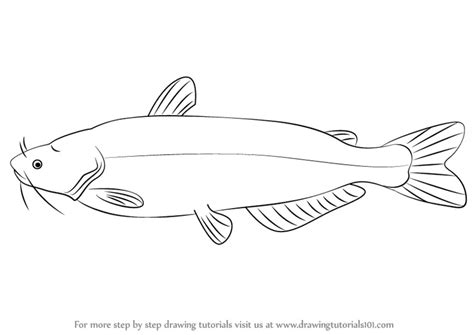 Learn How to Draw a Blue Catfish (Fishes) Step by Step : Drawing Tutorials