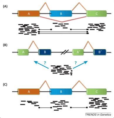 Human housekeeping genes, revisited: Trends in Genetics