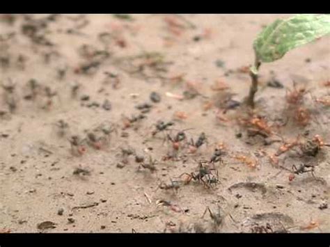 Army ants face off against the leafcutters - YouTube