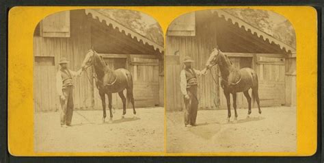 Lexington | ExploreKYHistory | Thoroughbred horse, Racehorse, Horses