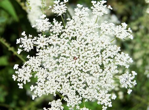 Queen Anne's Lace Free Stock Photo - Public Domain Pictures