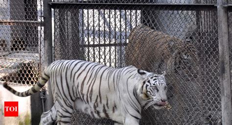 Patna zoo reopens after 49 days | Patna News - Times of India