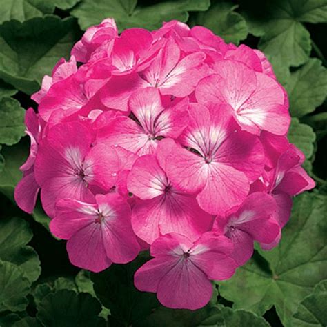 15 Geranium Seeds Pinto Pink - Etsy