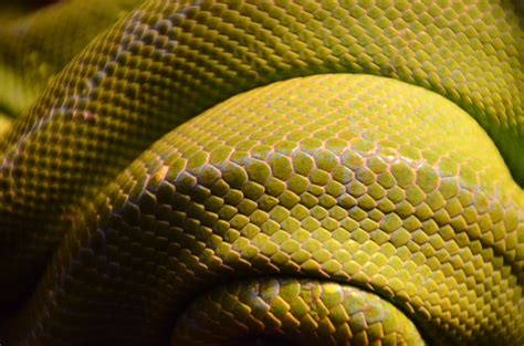 Snake | 4 best free snake, animal, scale and reptile photos on Unsplash