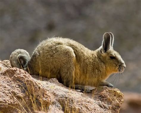 Southern Viscacha - Facts, Diet, Habitat & Pictures on Animalia.bio