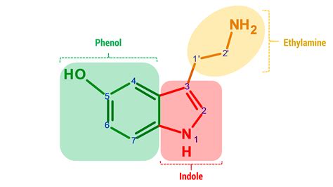 Serotonin – Duluth Labs