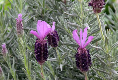 Lavender Plant Types