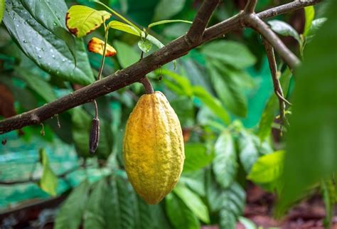 Premium Photo | The cocoa tree theobroma cacao with fruits ripe cocoa ...