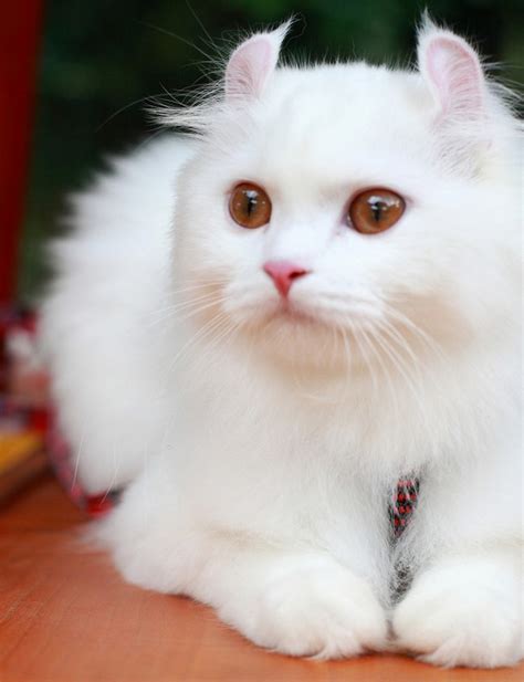 American Curl Cat Info | Fun Animals Wiki, Videos, Pictures, Stories