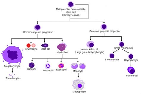 T Cells - Production of T Cells - Types of T Cells - TeachMePhysiology