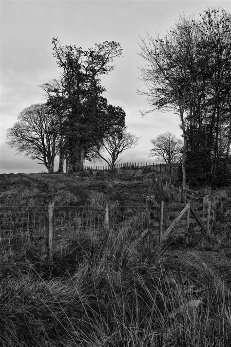 Farmland Fencing and Row Of Trees in Black & White by sjcphotography | ePHOTOzine