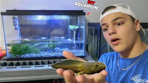 What is the Best Aquarium Set Up for Bullfrog Tadpoles? - Aquariumia