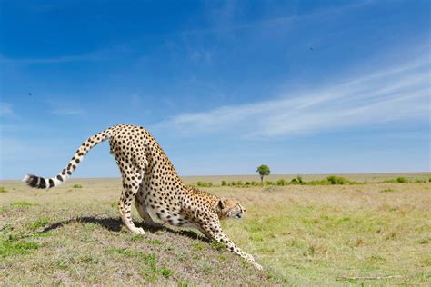 The Serengeti National Park | African Quest Safaris