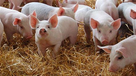 Trials commencing on a pig farm – Ekogea