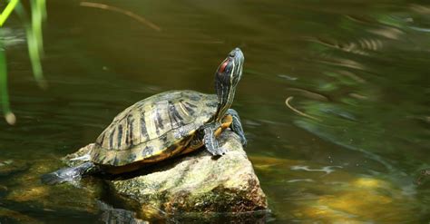 Types of Pond Turtles - AZ Animals