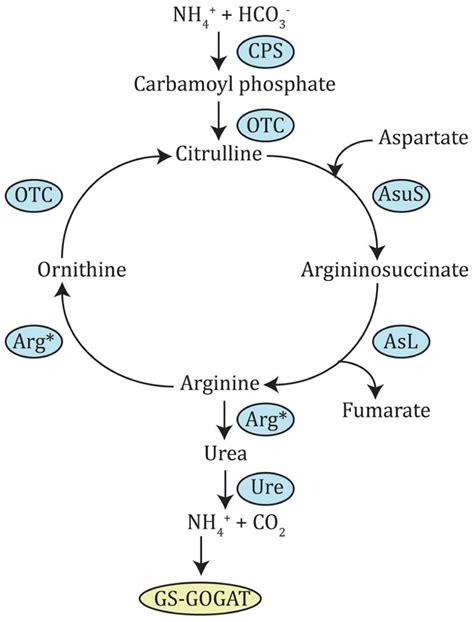 L-Arginine-Urea-Ammonia Assay Kit Measurement Of L-arginine Megazyme | lupon.gov.ph