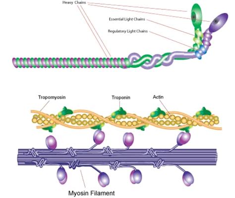 Myosin