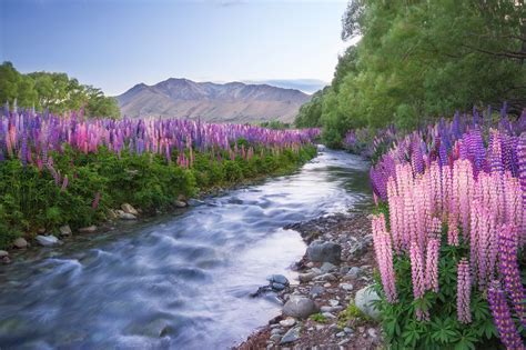 Lupin Stream, Lake Tekapo - NZ Landscape Prints