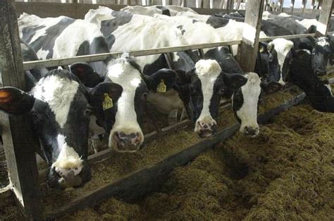 Dairy farming in NI unsustainable as milk costs more to produce than farmers are paid: UFU