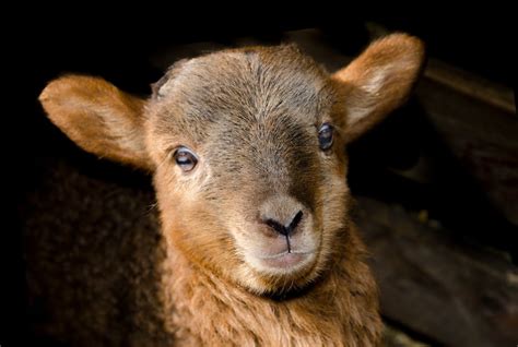 Brown Sheep Close Up Photography · Free Stock Photo