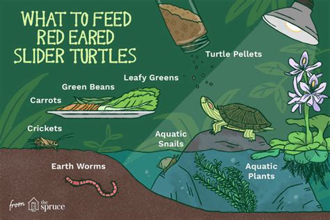 A Guide to Caring for Pet Red-Eared Sliders