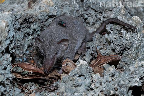 Stock photo of Asian house shrew (Suncus murinus) with a fly on its back, resting among ...