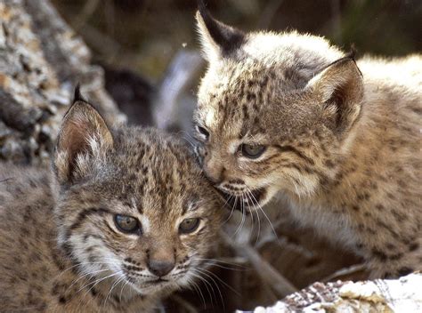 La cría en cautividad del lince ibérico diez años de éxito liderado por ...