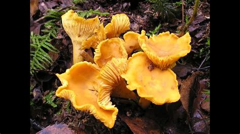 How to find Chanterelle Mushrooms in north Michigan Cantharellus ...